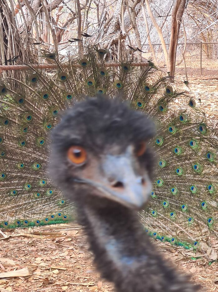 Un emú se coló en una foto sacando la cabeza justo cuando iba a fotografiar un bonito pavo real mostrándose