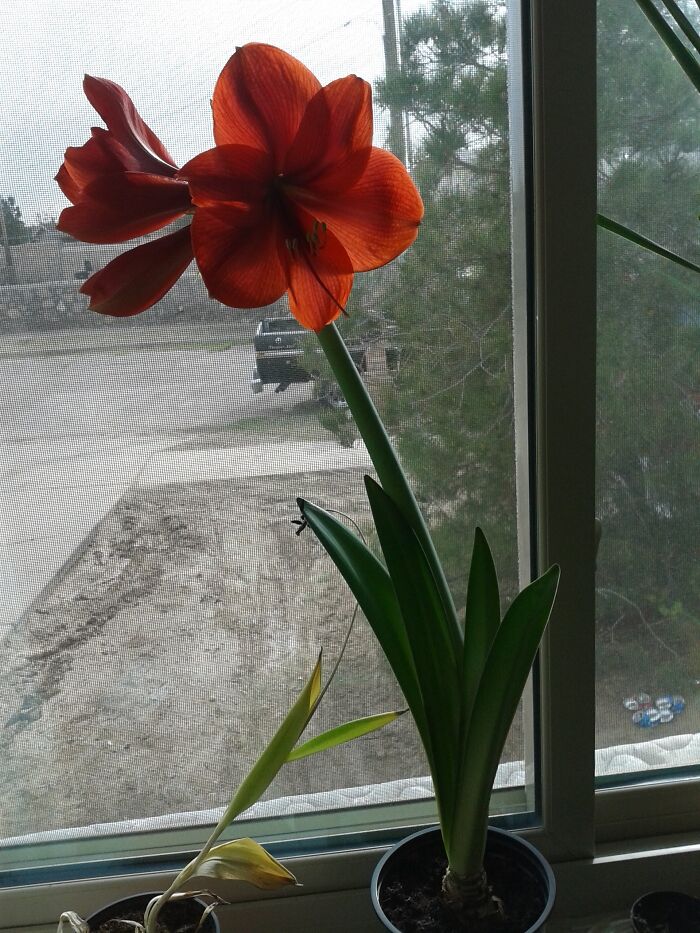 The First Flower I Managed To Grow Successfully: Red Amaryllis.