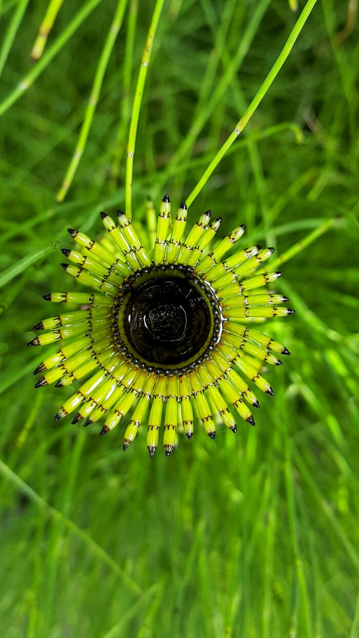 Not Sure What It Is, I Like To Think Of It As An Eyeball With Thick Green Eyelashes