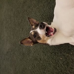 thanatos-jack avatar