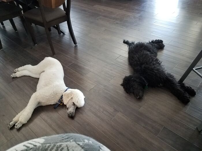 My Mum's Dog (Left) And My Dog After A Hard Day Of Play.