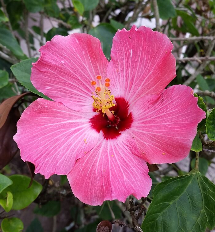 This Gorgeous Flower In My Neighborhood