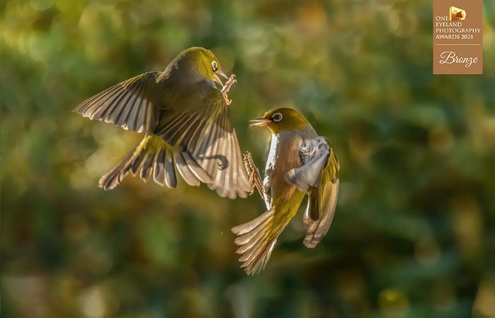 "Silvereye Courtship" By Stue Rees. Bronze In Nature, Wildlife