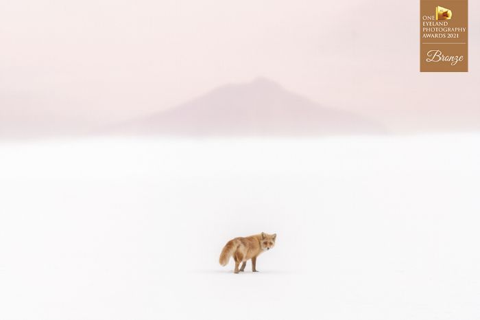 "Ezo Red Fox" By Yuta Doto. Brozne In Nature, Wildlife