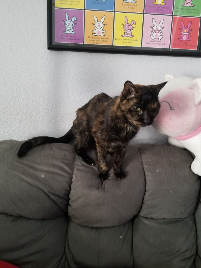 Meet Cinnamon - 23 Years Young When This Picture Taken. She Was My Mom's Rescue. I Am Completely Convinced The Only Reason She Left Me Was To Be With Her Original Mom. They Are Both Very Missed.