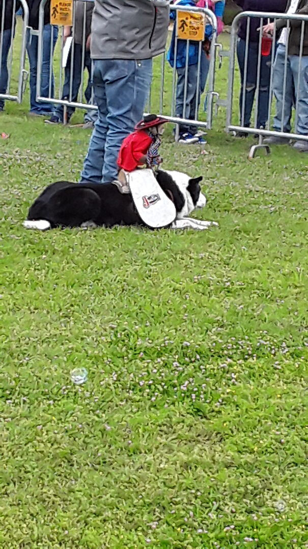 Whiplash The Cowboy Monkey. I'm Sorry But Everytime I See You I Say "This Just Feels Like It Does Not Belong".