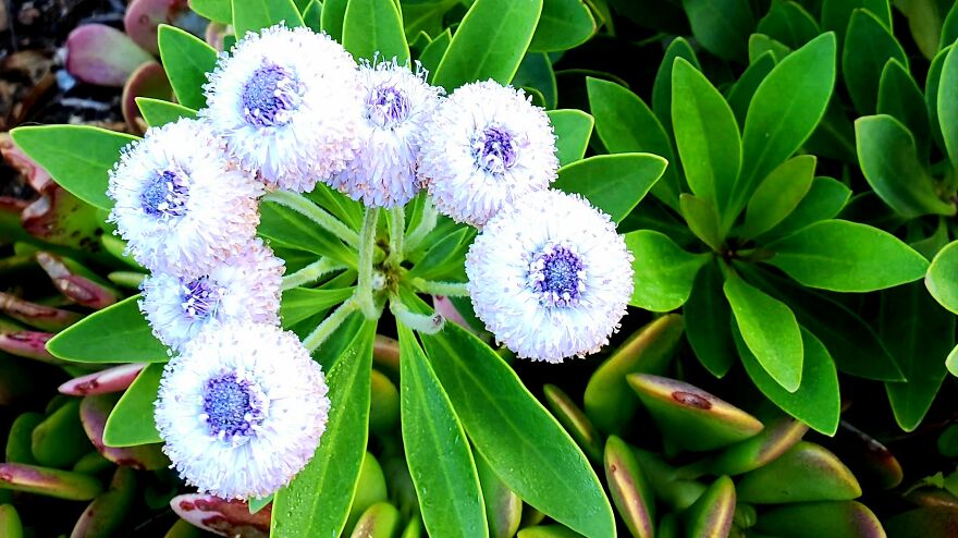 15 Strange Yet Beautiful Flowers From Planet Earth