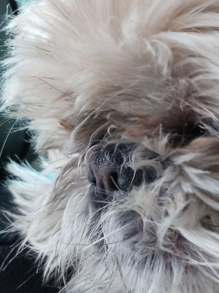 An Adorable Close Up Of My Baby Girl, A Shi-Tzu Named Lani (Pronounced Lonnie; It's A Hawaiian Name)