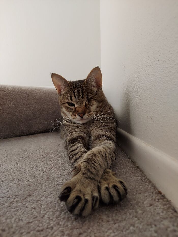 You May Now Kiss My Toes Peasant