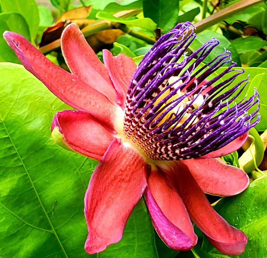 15 Strange Yet Beautiful Flowers From Planet Earth