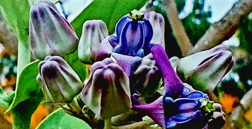 15 Strange Yet Beautiful Flowers From Planet Earth