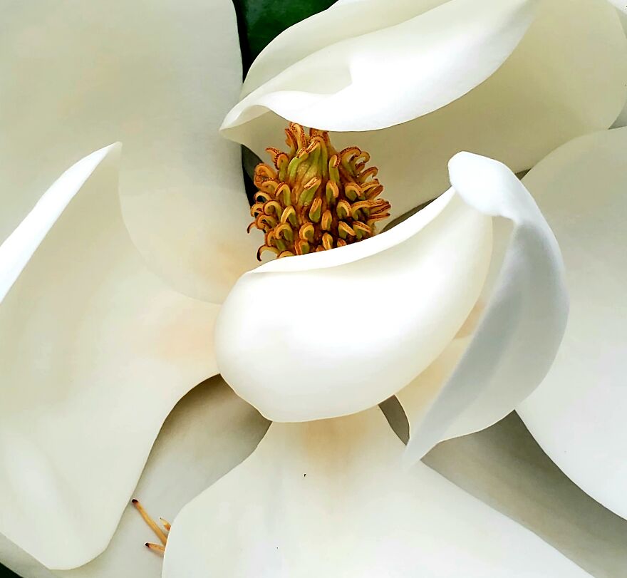 15 Strange Yet Beautiful Flowers From Planet Earth