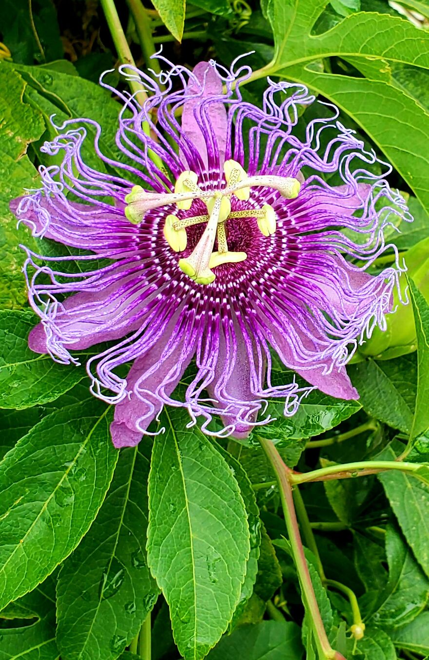 15 Strange Yet Beautiful Flowers From Planet Earth