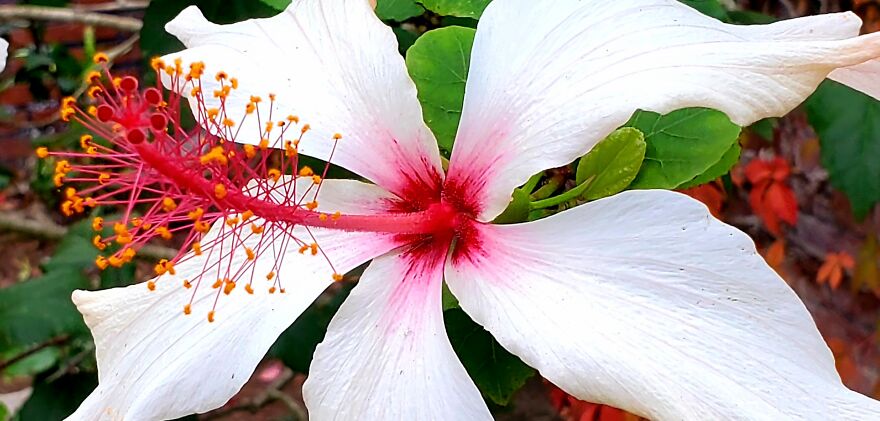 15 Strange Yet Beautiful Flowers From Planet Earth