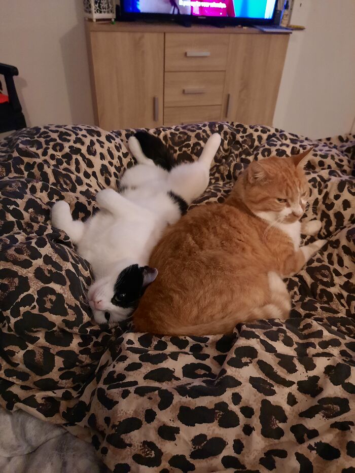 There Are Matties (Red One) And Then There Are Gimmies.