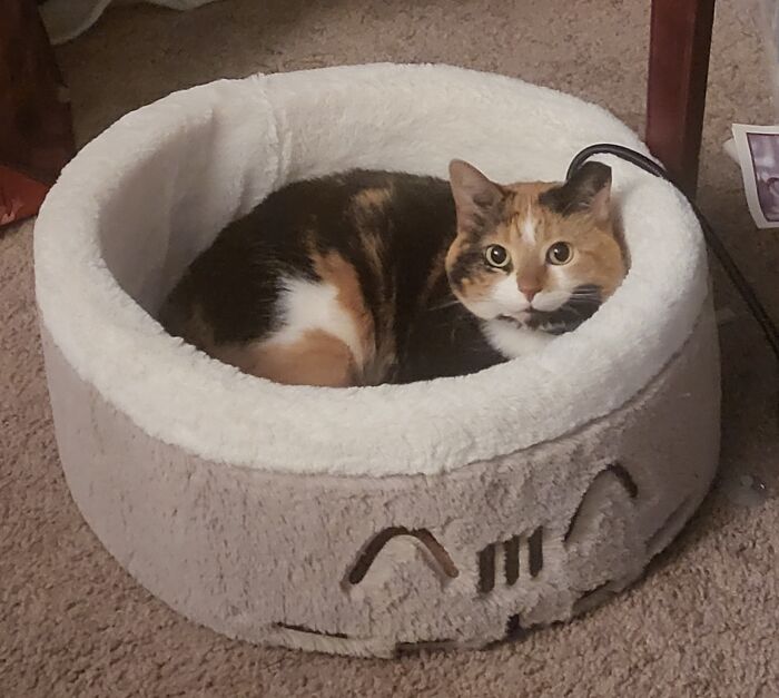 My Cat And Her Actually Using The Cat Bed!