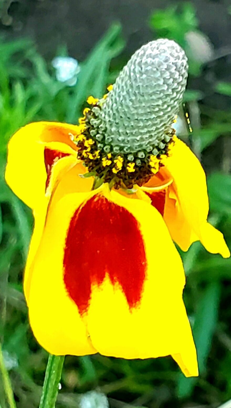 15 Strange Yet Beautiful Flowers From Planet Earth