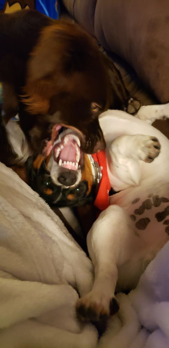 My Dogs Play Fighting, It Makes Me Giggle Every Time! 😅