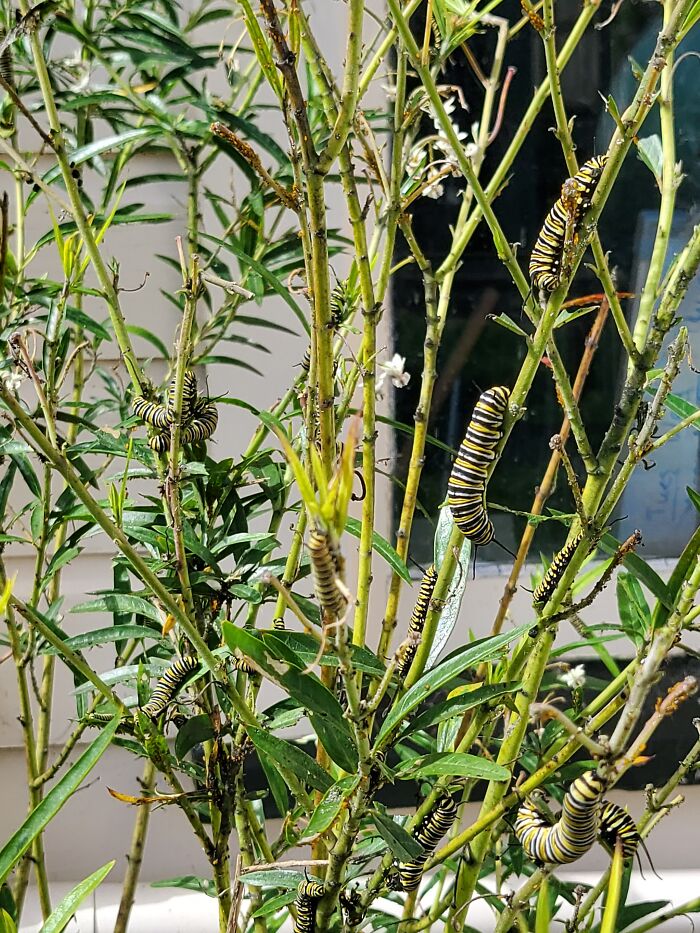 Swan Plant Being Devoured By Monarch Catapillers
