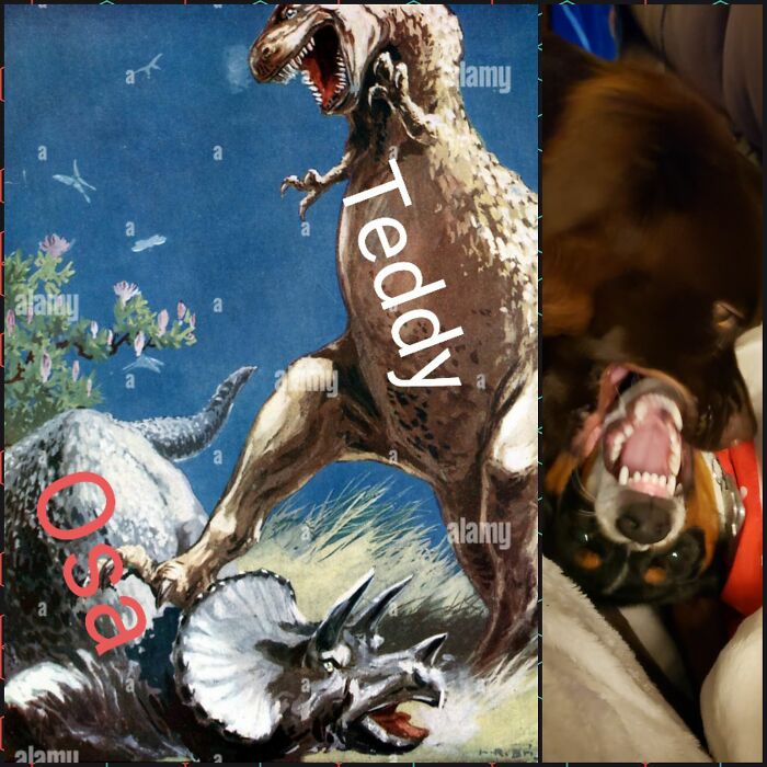 My Dogs! (Osa Is The Brown Dog And Teddy Is The Small!)