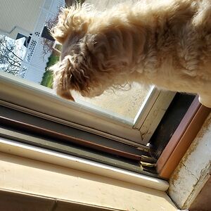 pandapandayay avatar