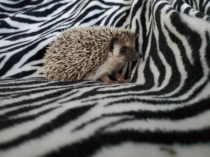 Meet My Rescue Hedgehog, Trouble