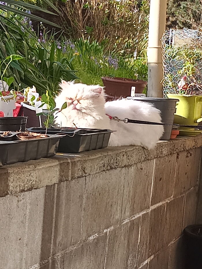 Foster Kitty Parfait Soaking Up Some Sunbeams