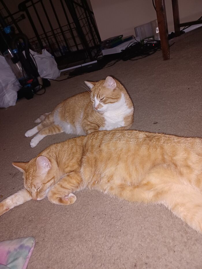 These Adorable Ginger Cutie Cats. Aptly Named Surr Purr And Phat Kitty, Both Rescues.