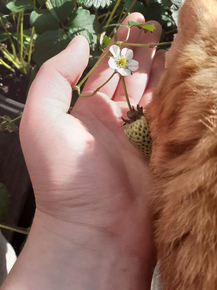 I Wanted To Take A Pic Of My Strawberry, But My Darling Cat Decided To Brush Against It