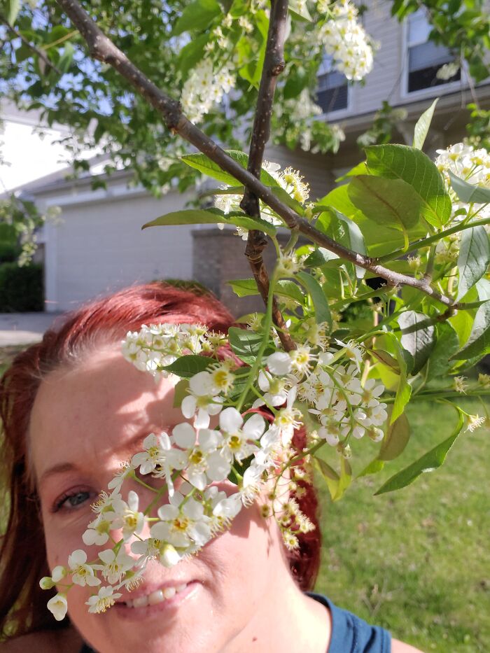 Choke Cherries In Bloom. They Smell Amazing
