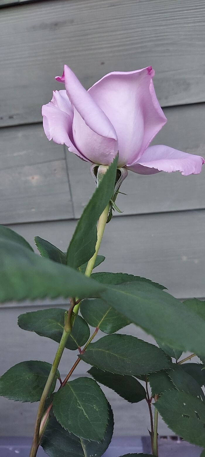 My Blue Girl Rose First Bloom Of The Year