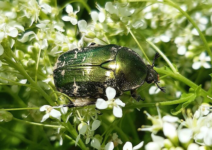 These Days I Often Meet The Emerald Scarab, My Favorite Bug 
