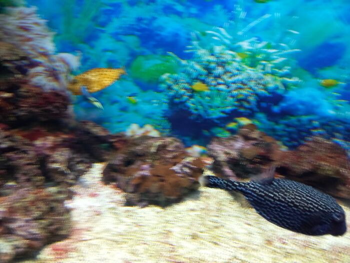 At The Local Oceanarium, I Tried To Take Photos Of This Pretty Fish Which Had A Major Case Of Zoomies. This Is The Clearest One