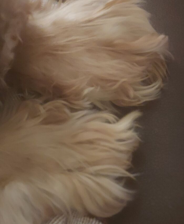 Not One But 2 Big, Hairy Pancake Feet