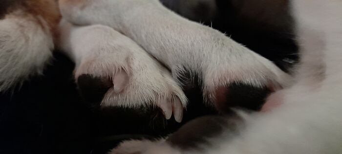 Ze Paw