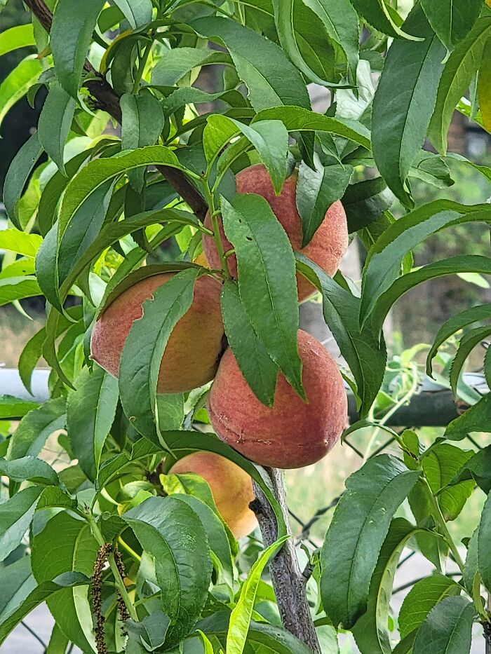 Florida Grande Peach Tree, In Texas! Our First Harvest!