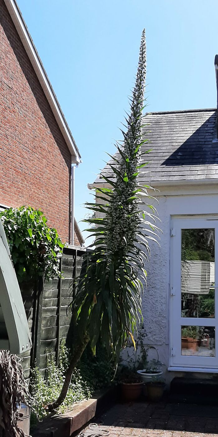My Echium 'Snow Tower'. Grown From Seed. Three Years Old And Will Now Die After Flowering. Lots Of Seeds For More Plants Though 😁