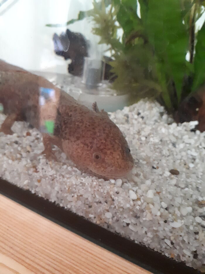 Mephisto The Axolotl - Right As Rain Again In His New Place