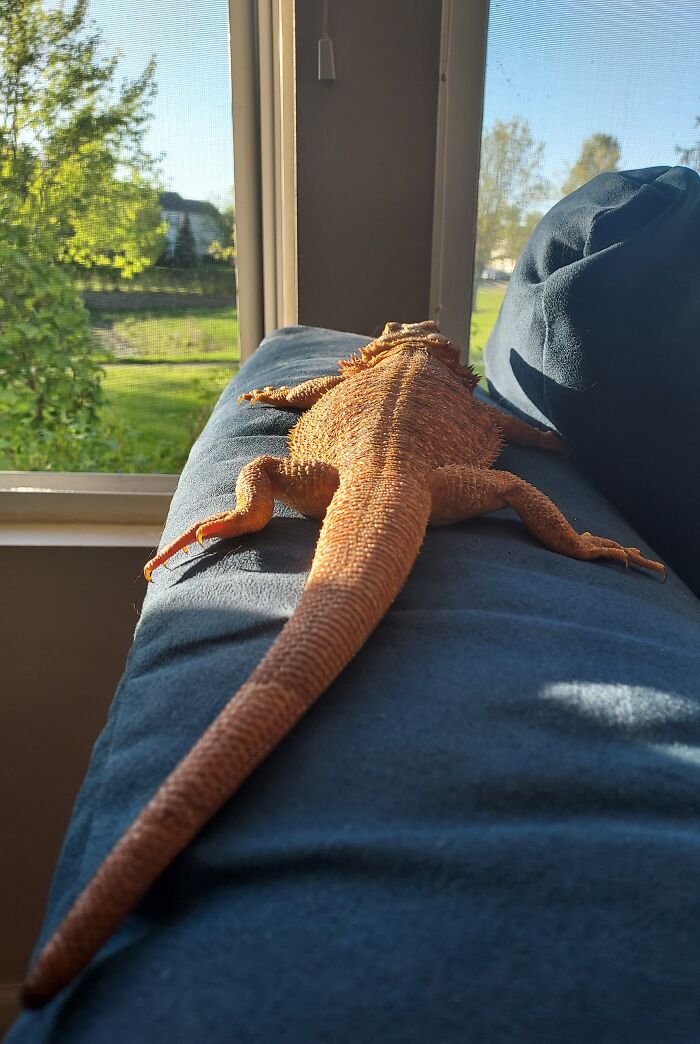 I Like The Sun And I Cannot Lie, You Other Lizards Can't Deny...