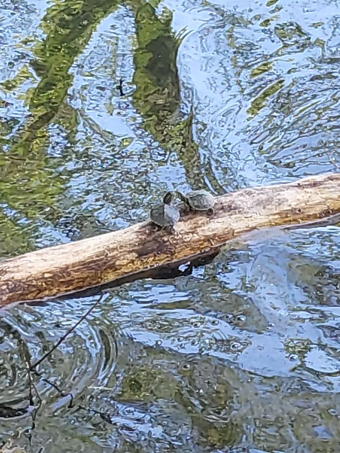 Little Turtles Smooching On My Pond💕