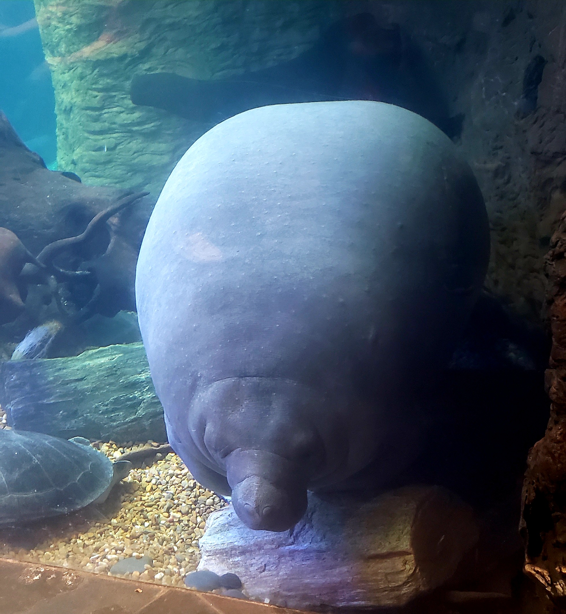 The Coolest Aquarium I’ve Ever Seen