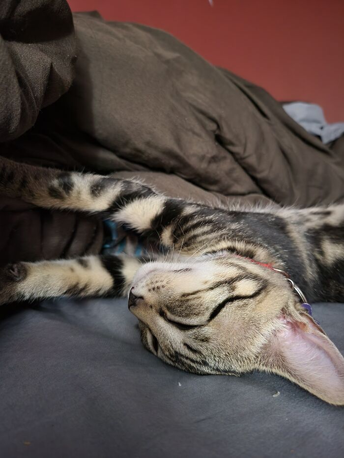 Elfo Is Just A Cute Teen Who Loves To Sleep 😴