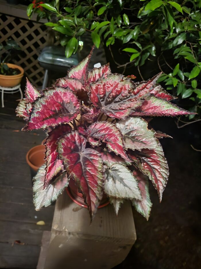 My Begonia Rex Started As A Baby And Has Become A Monster
