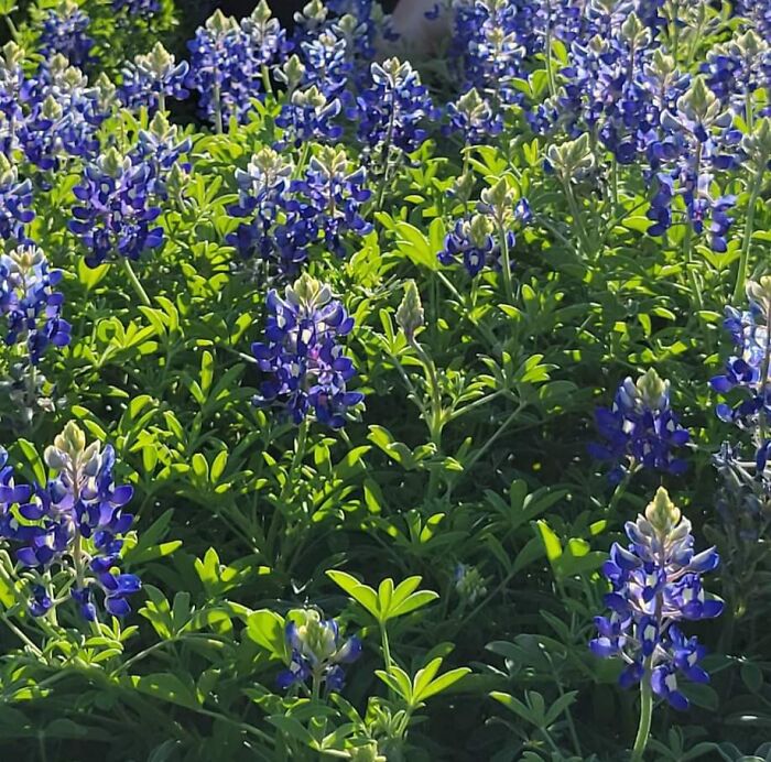 Texas Spring= Bluebonnet Fields!