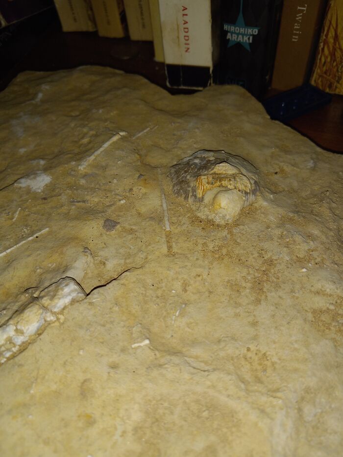 Fossil Hunting The Backroads Of Kansas!