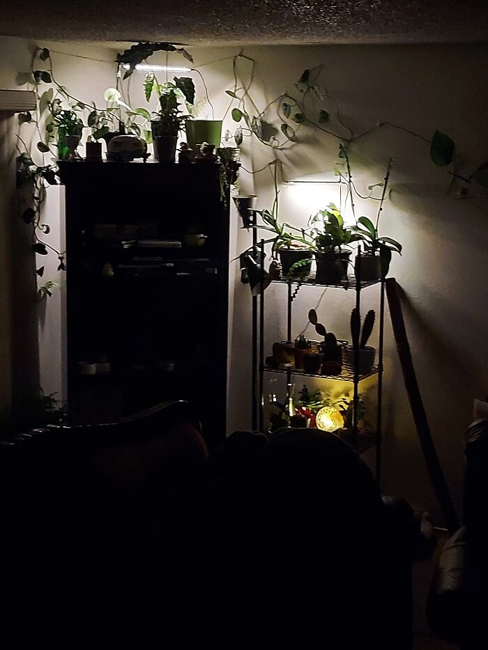 Corner Of Plants....starting My Personal Indoor Jungle Here. Haha 😄 🪴