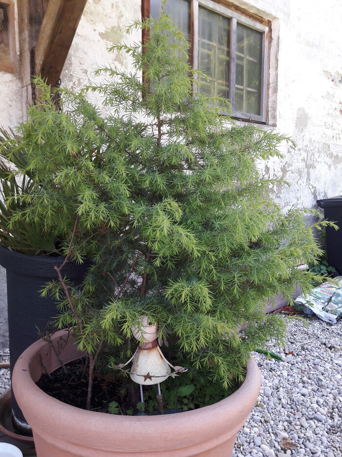 Common Juniper Grown From Seed. It´s 5 Years Old And Did Flower This Spring For The First Time