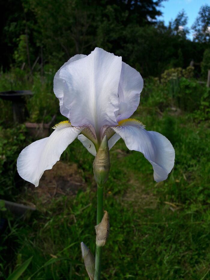 Iris "Arctic Snow" In My Garden