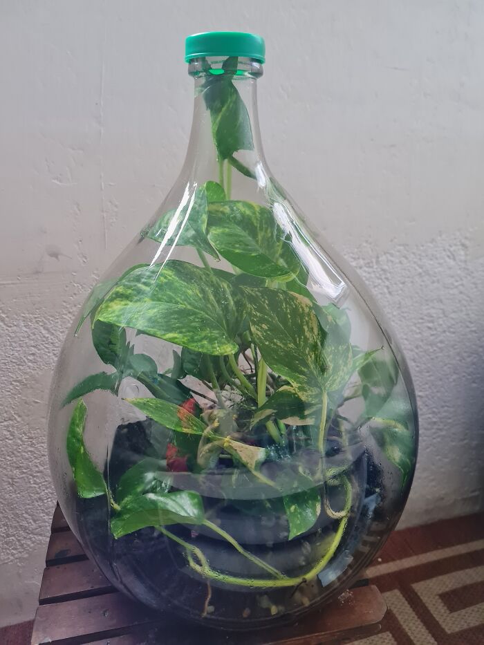 The Bottle Is Never Opened Because She Makes Her Own Ecosystem. 1y Old Yet