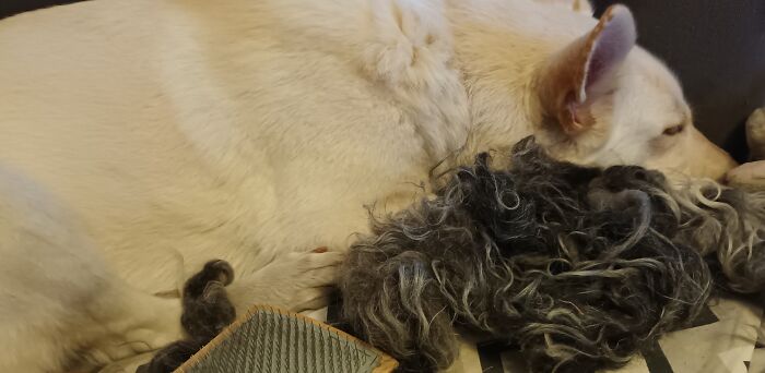 My Dog Fell Asleep On The Wool I Was Going To Prep For Spinning